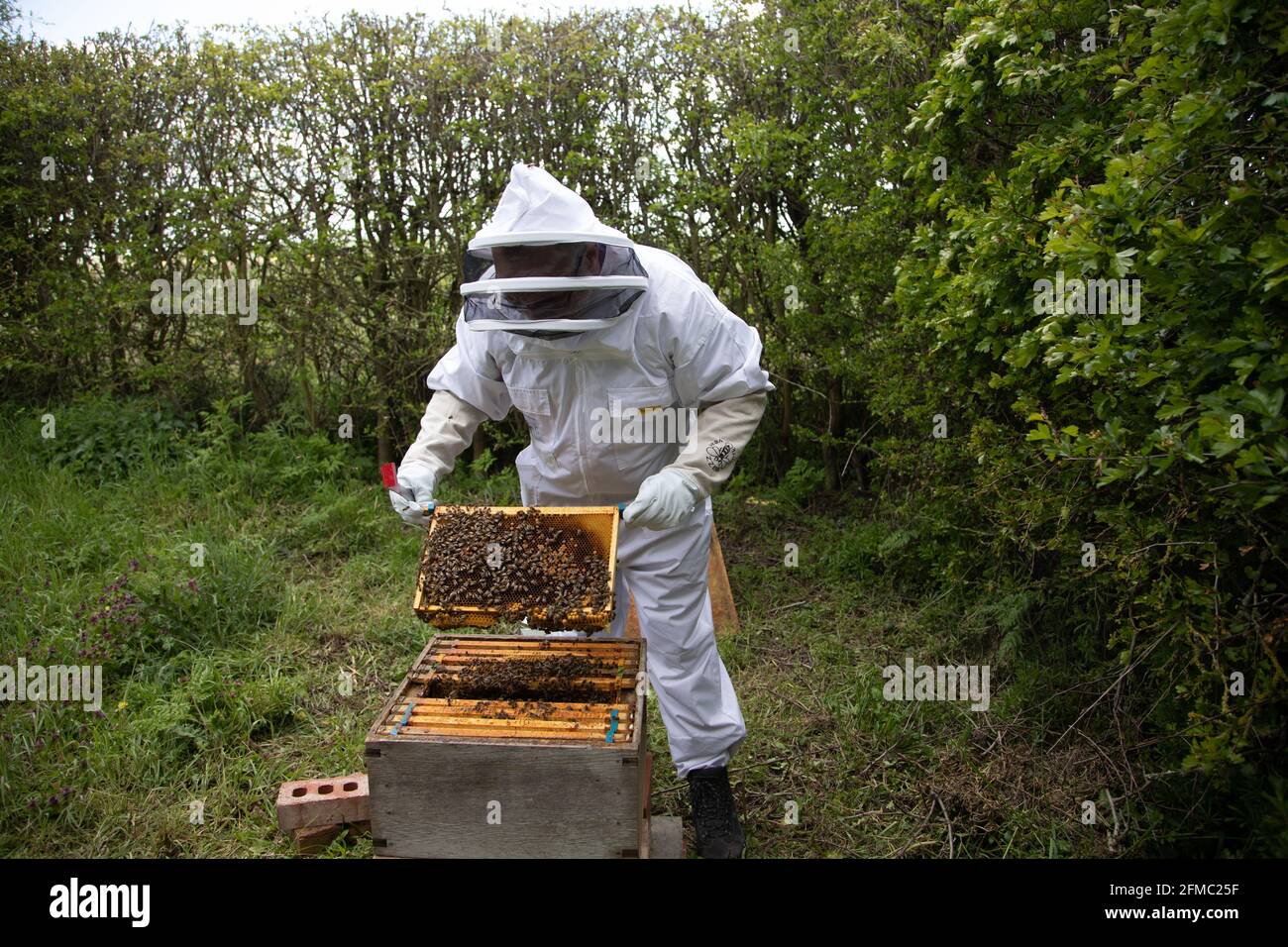 Brood frames from a bee hive being removed for inspection showing worker bees tending the cells. Stock Photo
