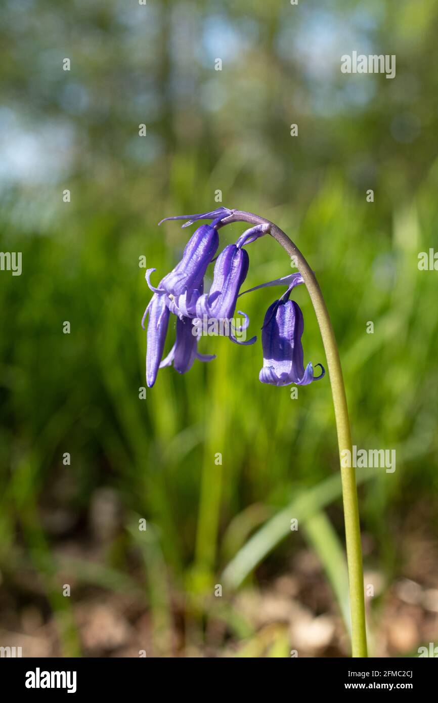 English bluebell (Hyacinthoides non-scripta) in woodland in Hampshire, UK, during spring Stock Photo