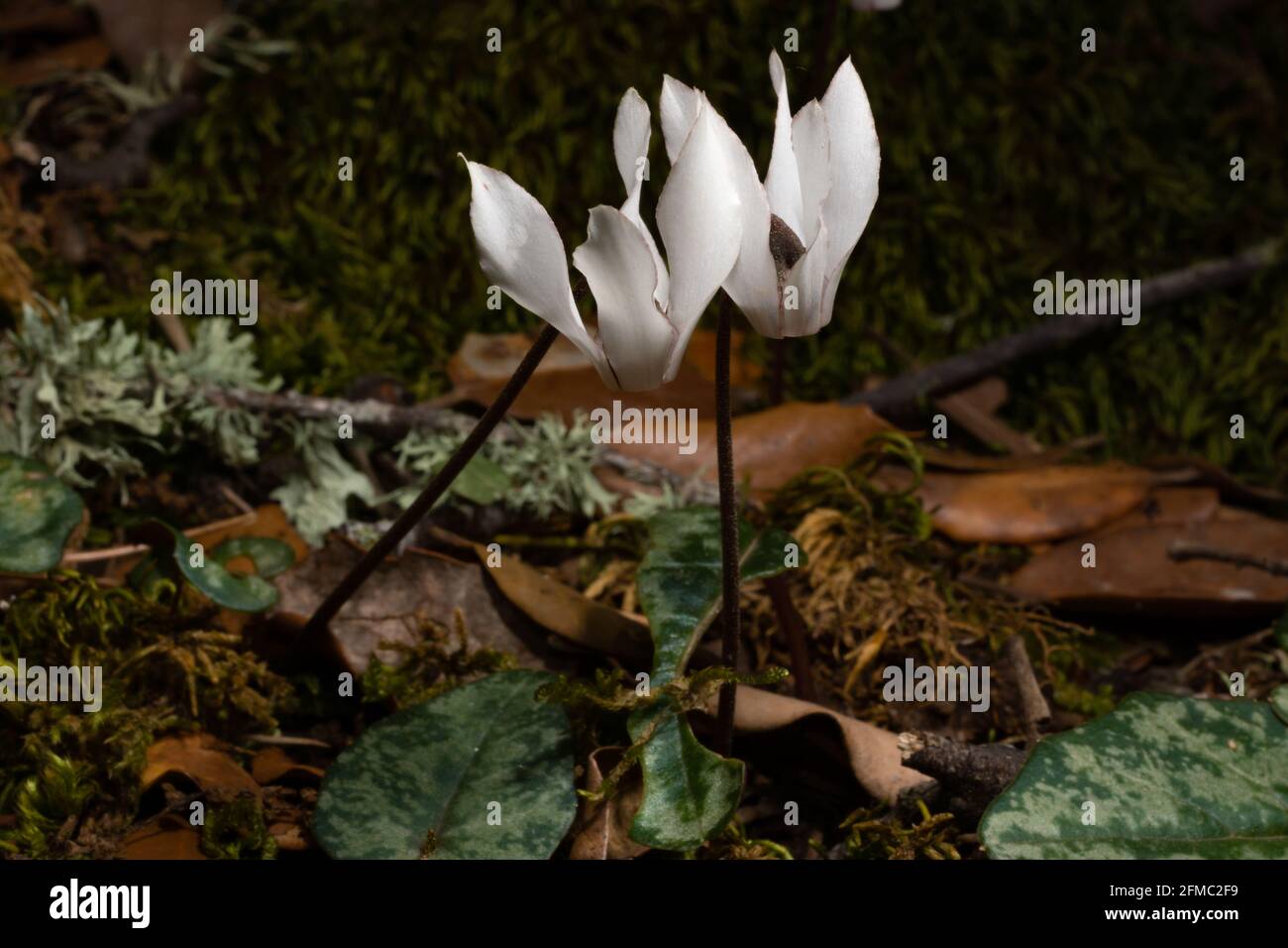 Cyclamen balearicum, St. Peter´s violet, with white flowers and green leaves, in natural environment on the Balearic island of Majorca, Spain Stock Photo
