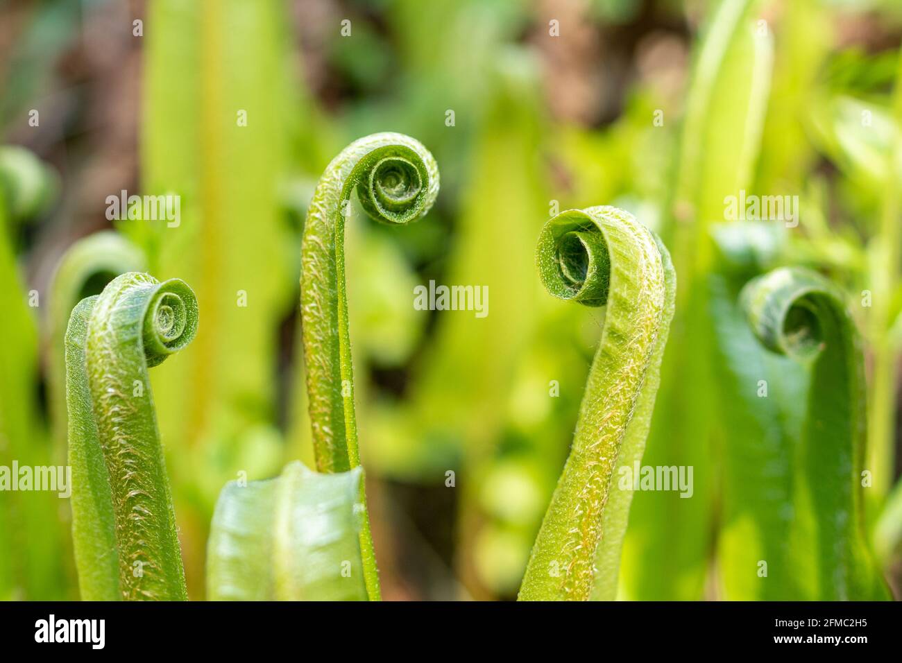 Hart's-tongue fern (Asplenium scolopendrium), close-up of unfurling fronds in May, Hampshire, England, UK Stock Photo