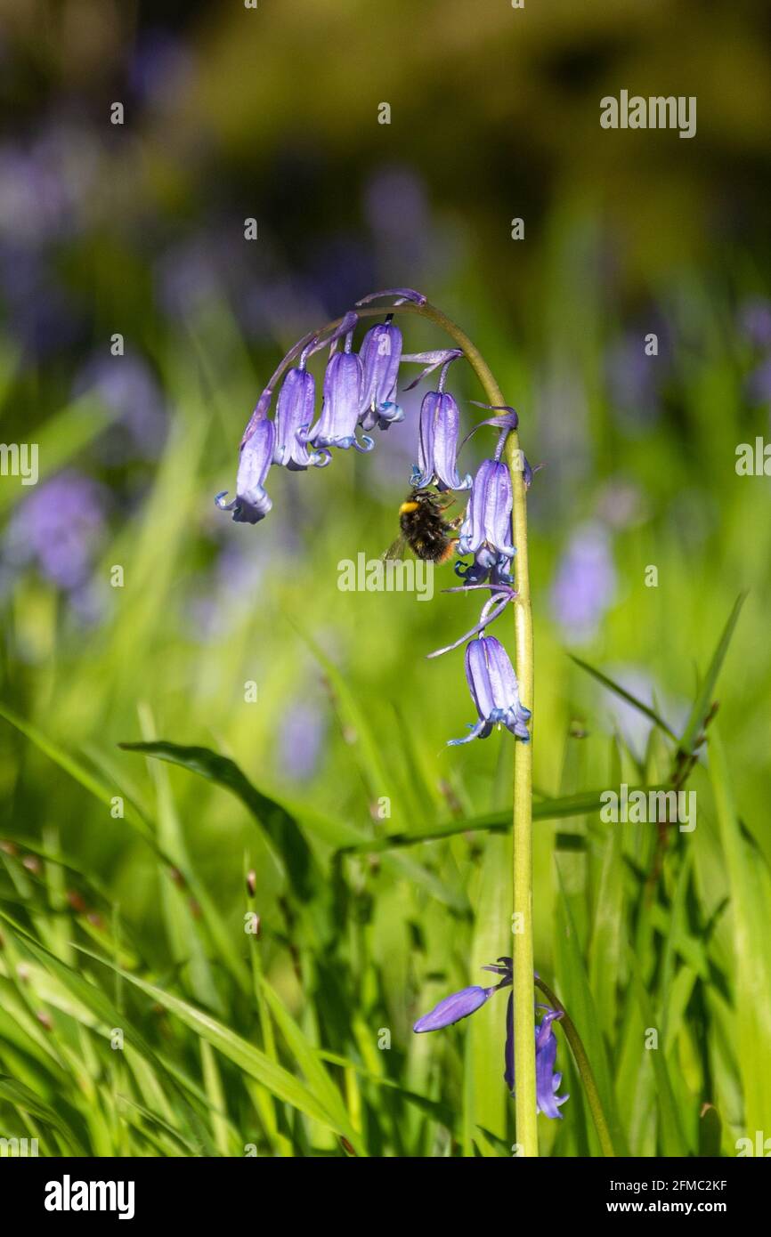 Bee on an English bluebell (Hyacinthoides non-scripta) in bluebell wood in Hampshire, UK, during spring Stock Photo