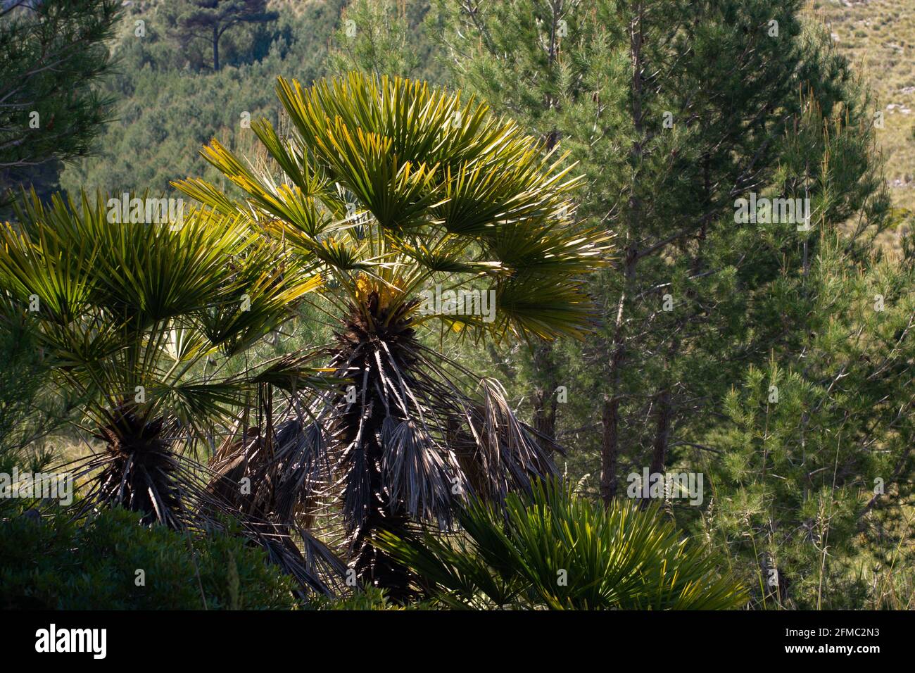The dwarf palm, Chamaerops humilis, with leaves in sunlight, in front of pine trees, on Balearic island Majorca Stock Photo
