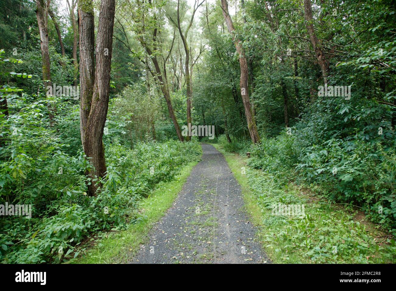 Forest path with trees growing along it. Olbendorf, Southern Burgenland, Austria Stock Photo