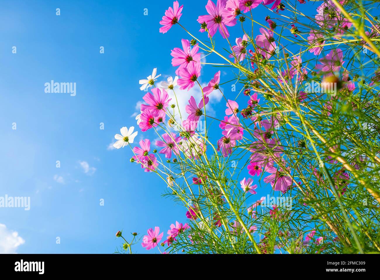 Cosmos flower background hi-res stock photography and images - Alamy