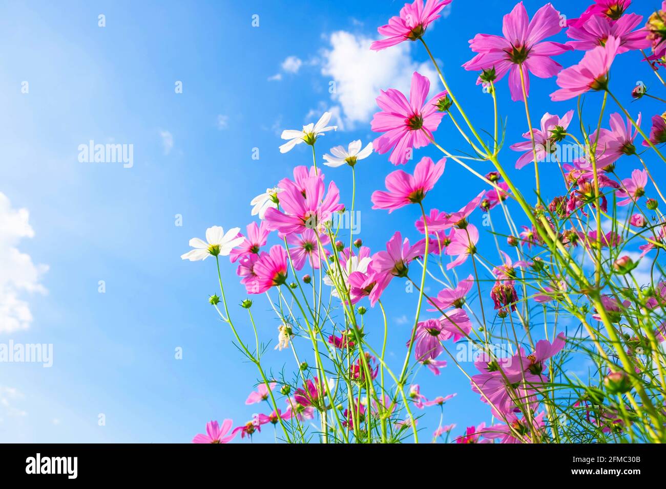 Cosmos flower background hi-res stock photography and images - Alamy