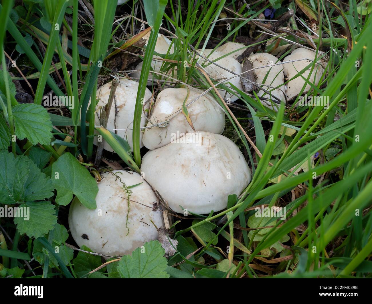 Calocybe gambosa, commonly known as St. George's mushroom, is an edible mushroom that grows mainly in fields, grass verges and roadsides. , an intrest Stock Photo