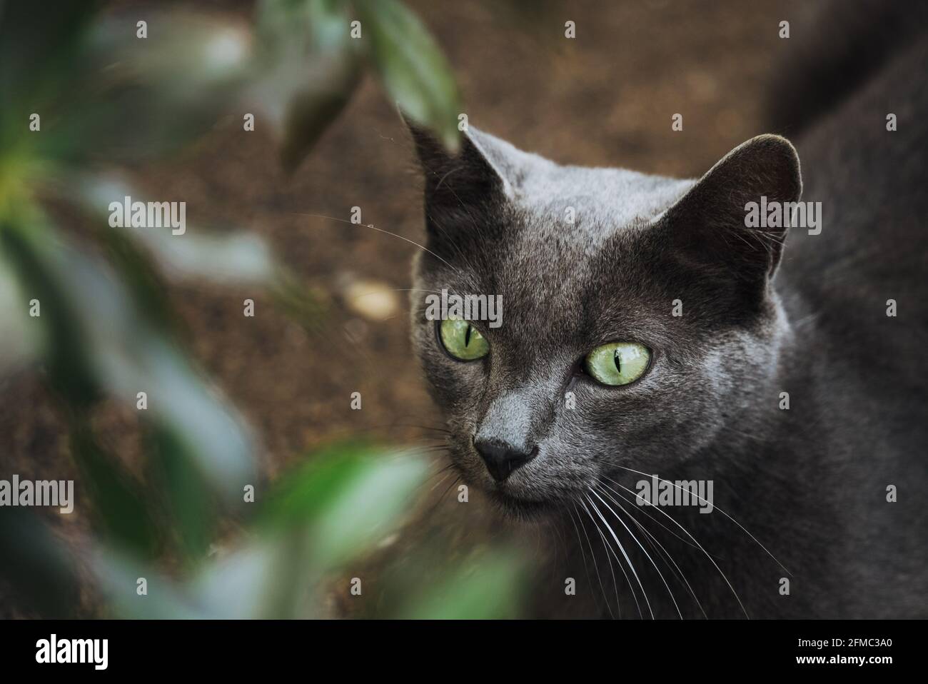 portrait of a beautiful cat with green eyes staring outside in the wild ...
