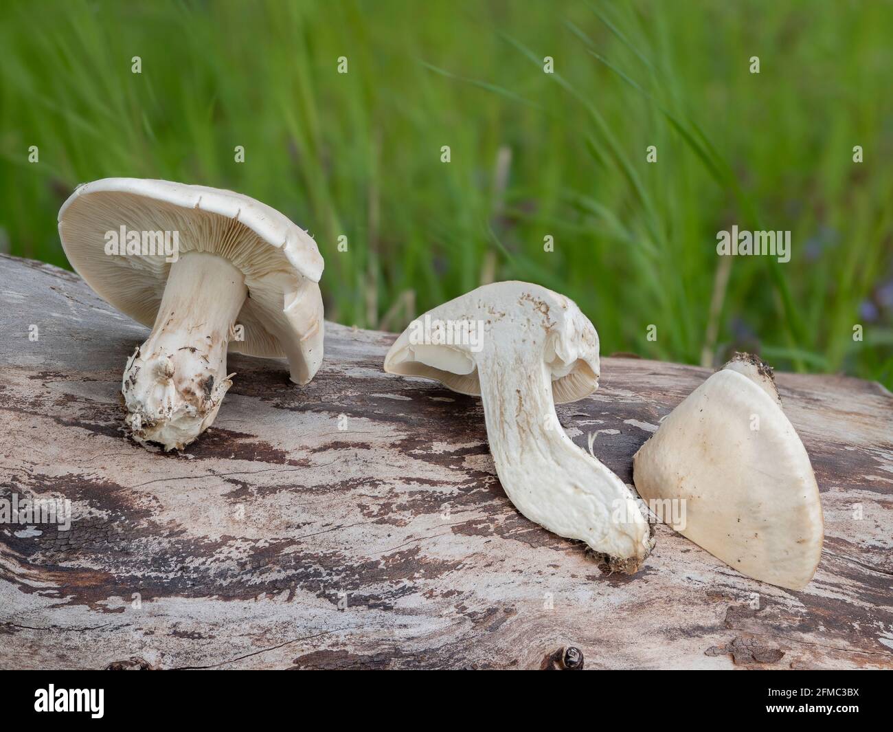 Calocybe gambosa, commonly known as St. George's mushroom, is an edible mushroom that grows mainly in fields, grass verges and roadsides. , an intrest Stock Photo