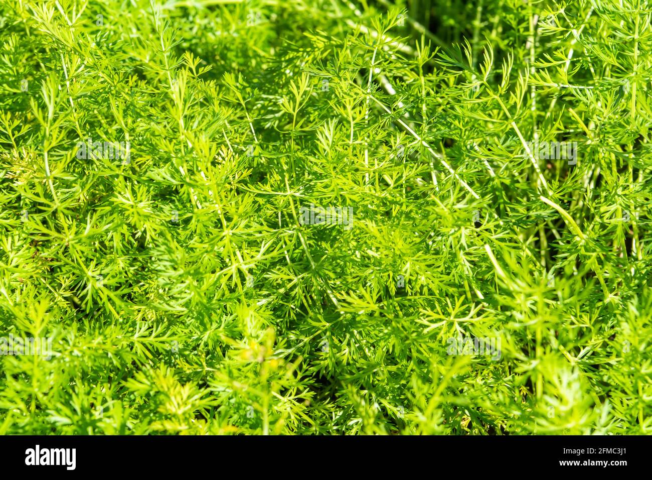 Finely divided, feathery leaves of caraway (Carum calvi) biennial plant in the family Apiaceae. Stock Photo