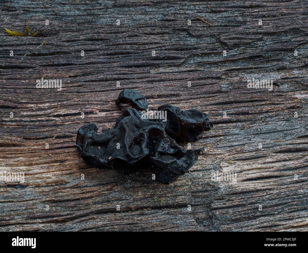 Exidia glandulosa (common names black witches butter, black jelly roll, or warty jelly fungus) is a jelly fungus in the family Auriculariaceae. , an i Stock Photo