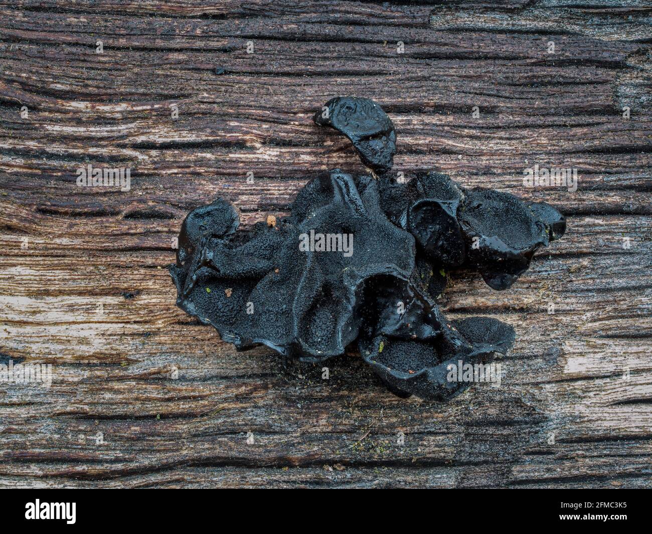 Exidia glandulosa (common names black witches butter, black jelly roll, or warty jelly fungus) is a jelly fungus in the family Auriculariaceae. , an i Stock Photo