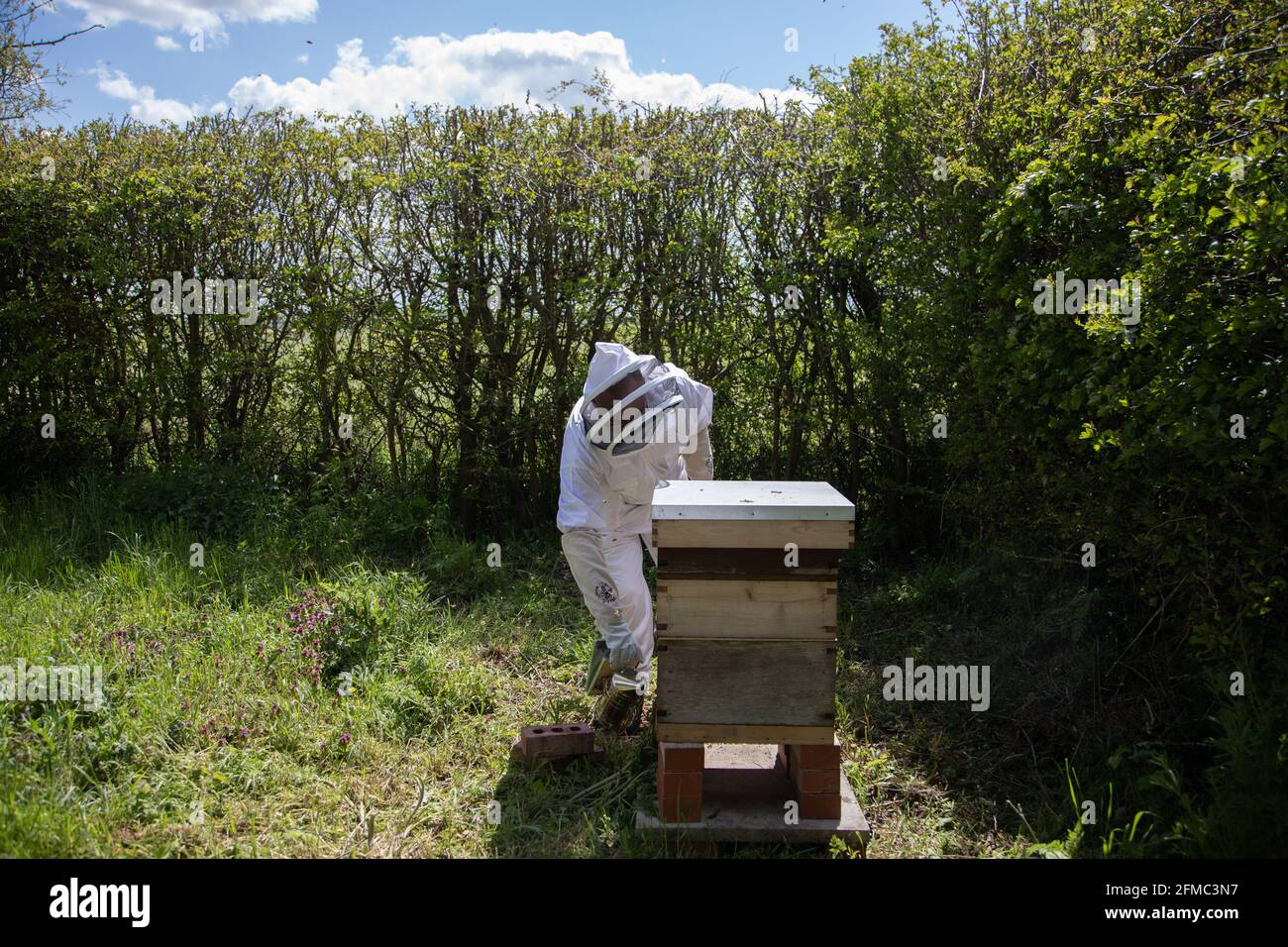 A beekeper smoking bees prior to inspecting a beehive. This is a British National Standard Hive with two supers. Stock Photo