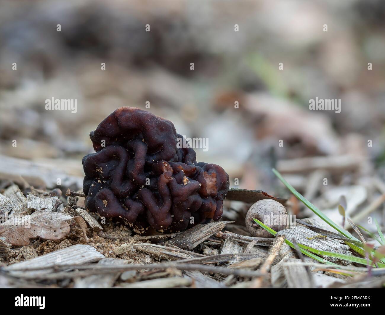 The Beefsteak Morel (Gyromitra esculenta) is a deadly poisonous mushroom , an intresting photo Stock Photo