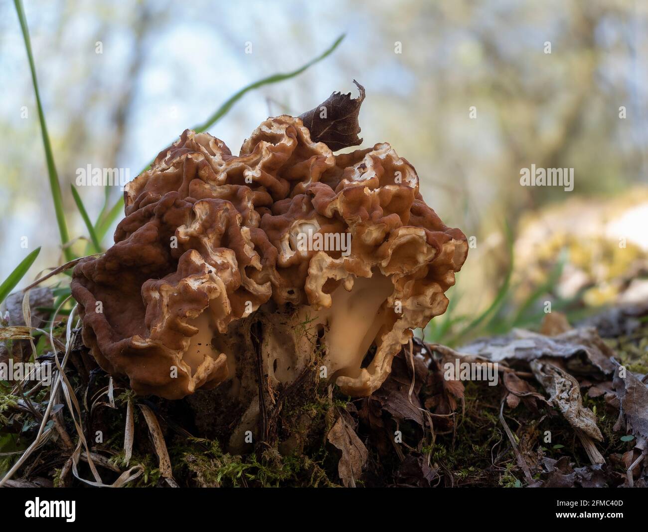 Gyromitra gigas, commonly known as the snow morel, snow false morel, calf brain, or bull nose, is a fungus and a member of the Ascomycota. , an intres Stock Photo