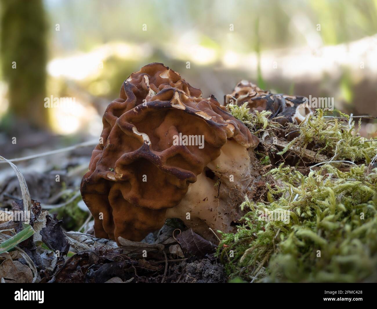 Gyromitra gigas, commonly known as the snow morel, snow false morel, calf brain, or bull nose, is a fungus and a member of the Ascomycota. , an intres Stock Photo