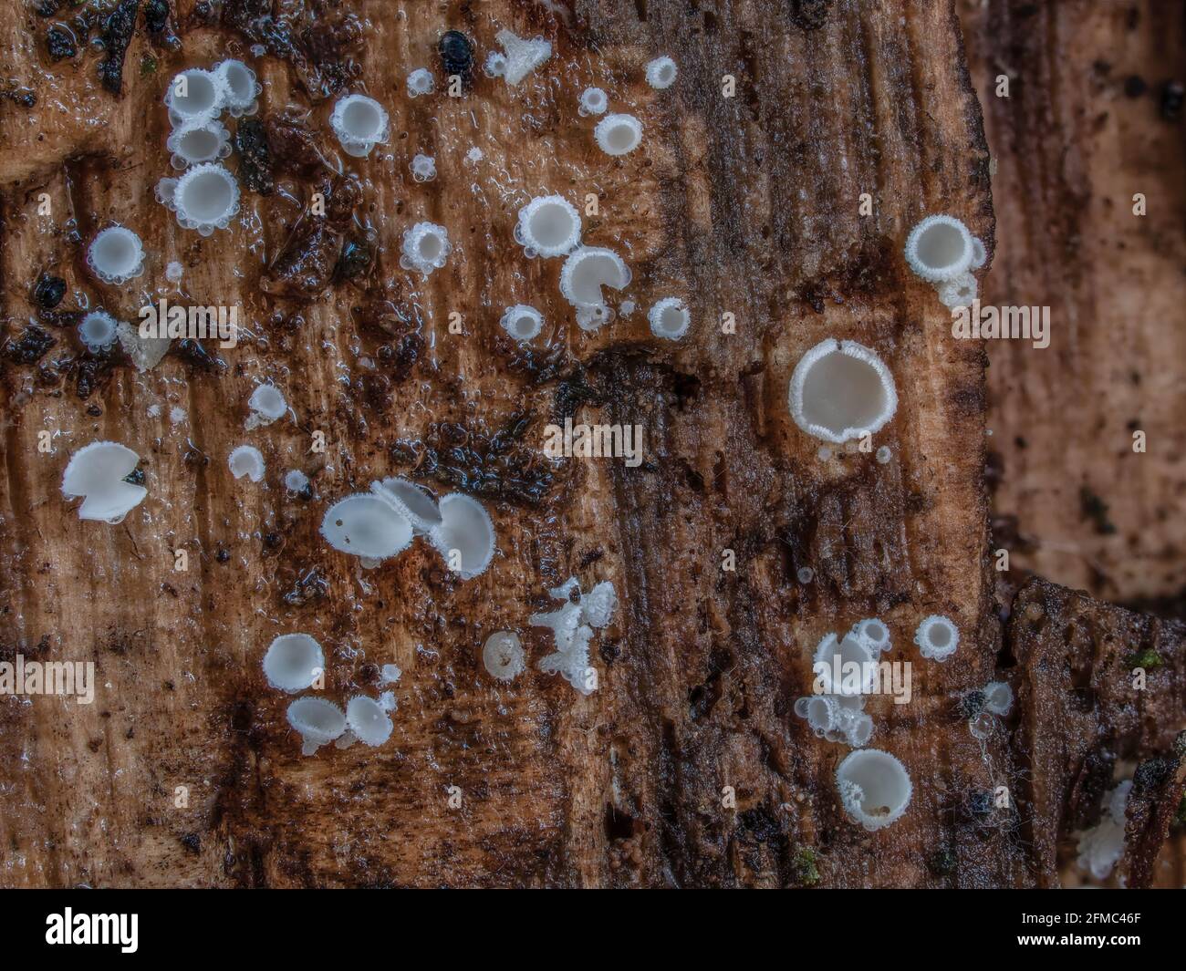 An indefinite fungus from the genus Lachnum , an intresting photo Stock Photo