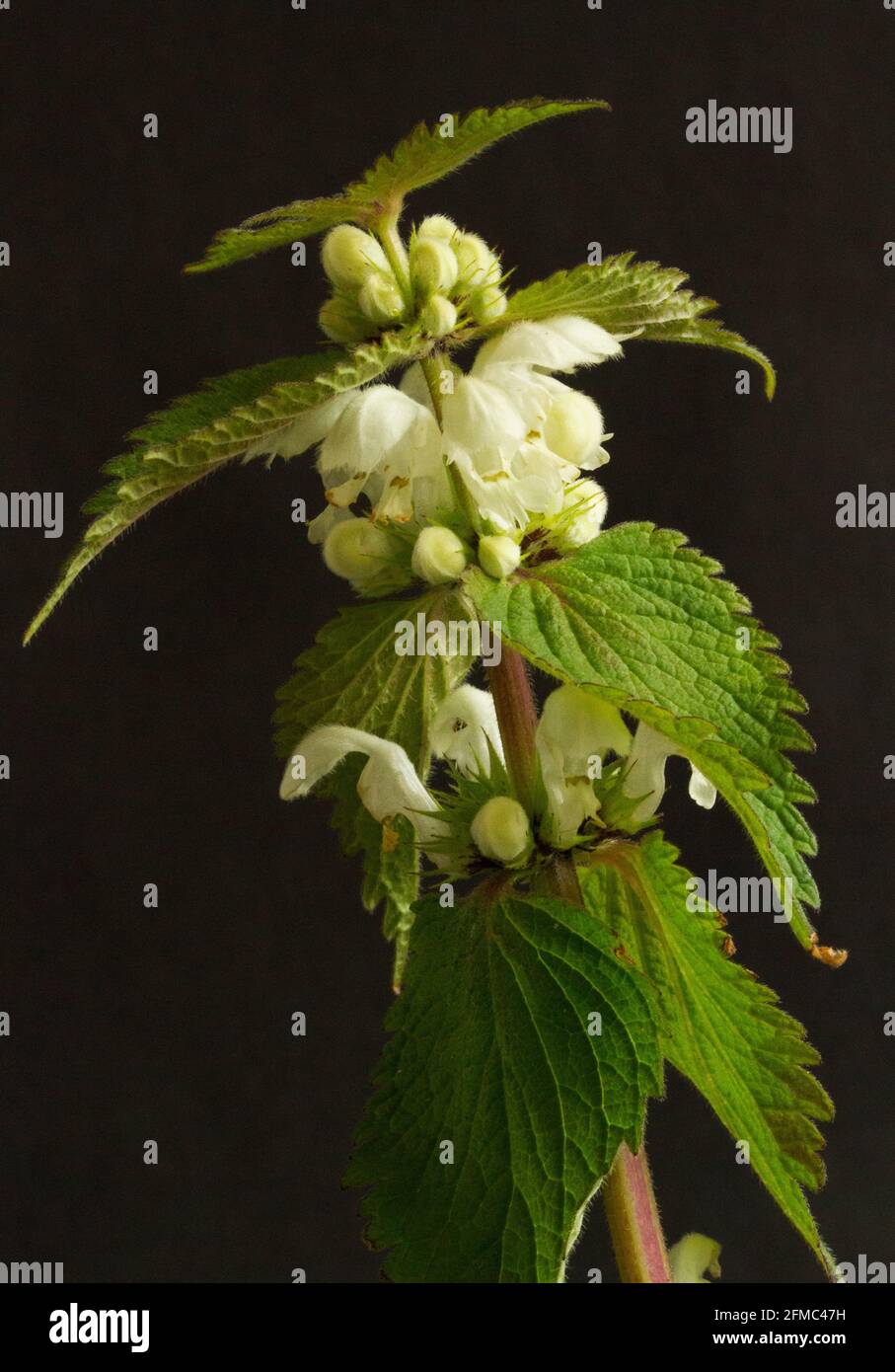 Nettle pollination hires stock photography and images Alamy