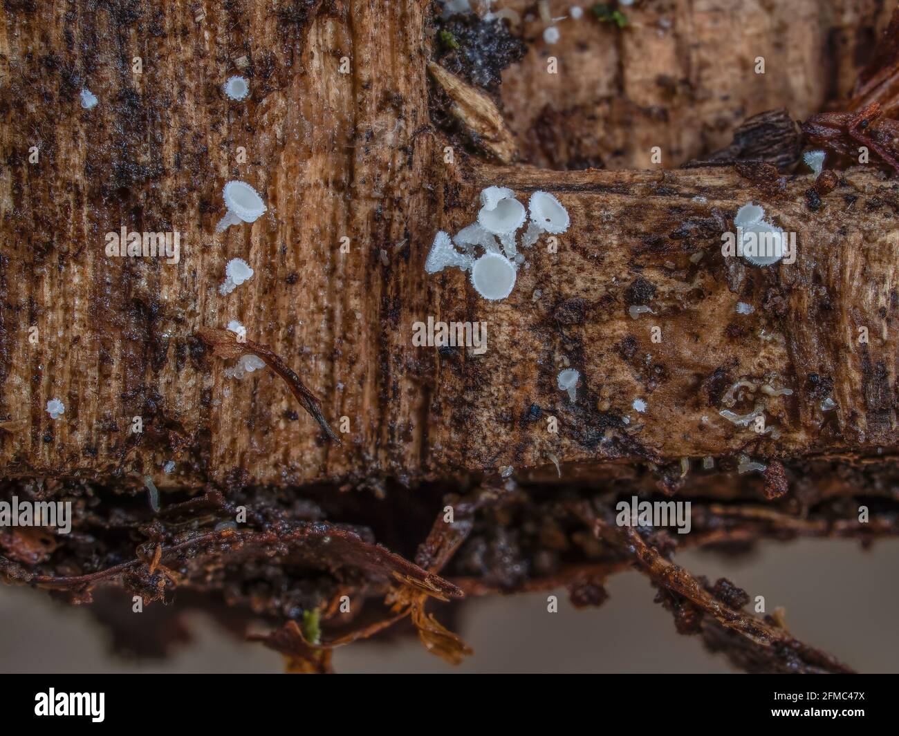 An indefinite fungus from the genus Lachnum , an intresting photo Stock Photo