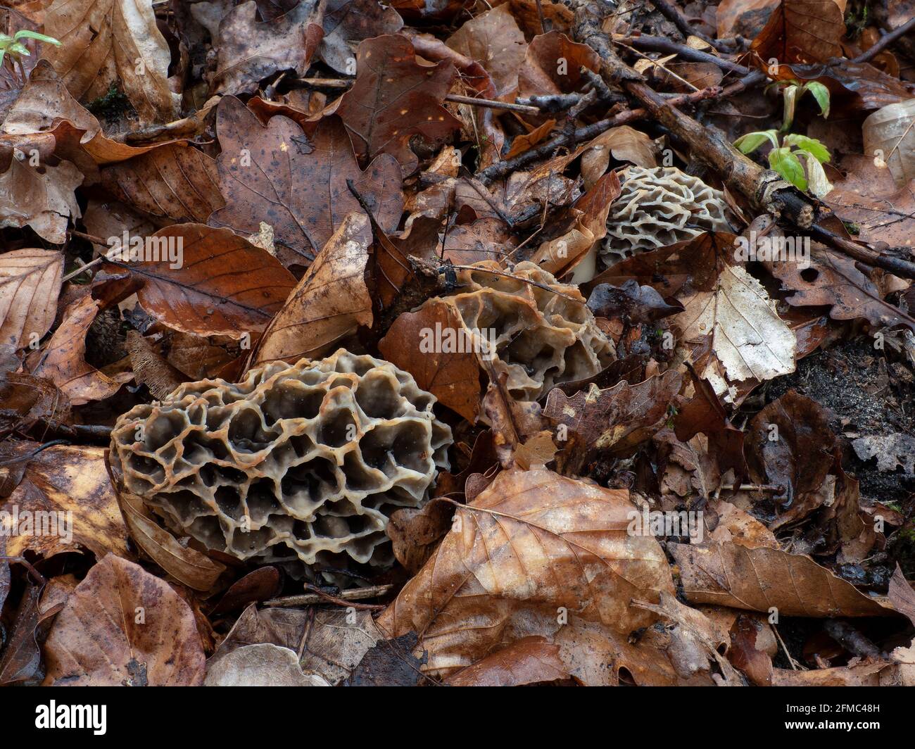 The Yellow Morel (Morchella esculenta) is an edible mushroom , an
