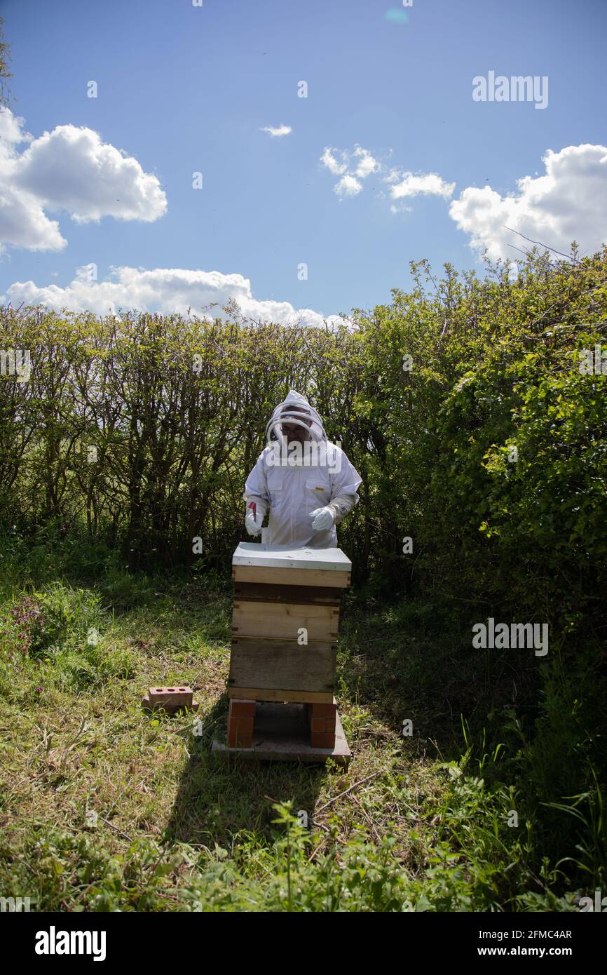 A beekeper prepares to inspect a beehive. This is a British National Standard Hive with two supers. Stock Photo