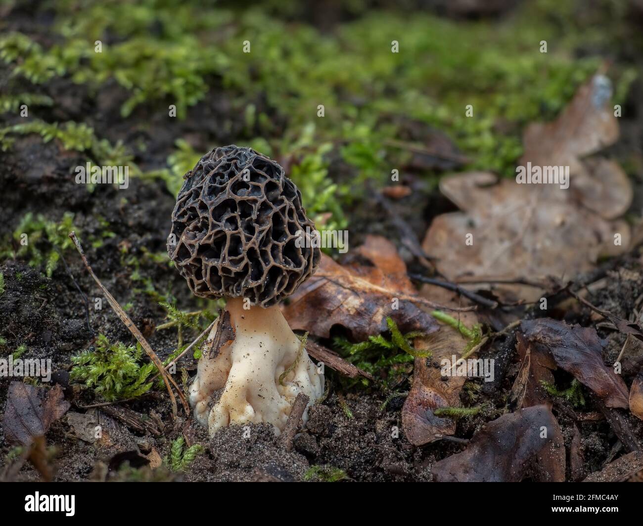 The Yellow Morel (Morchella esculenta) is an edible mushroom , an