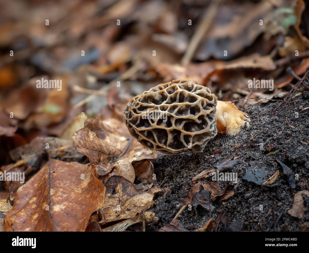 The Yellow Morel (Morchella esculenta) is an edible mushroom , an