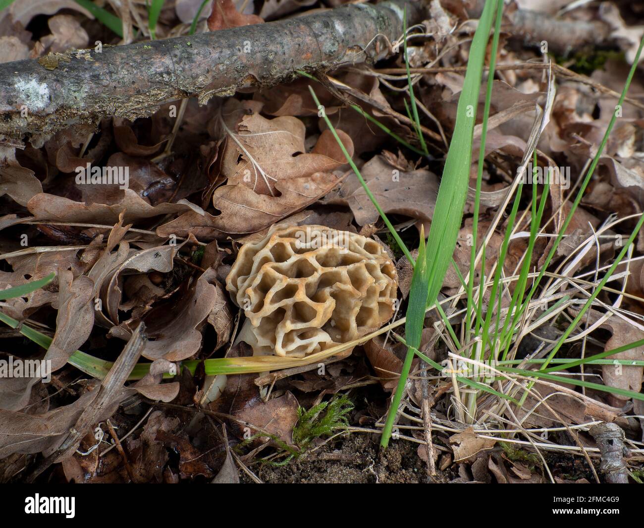 The Yellow Morel (Morchella esculenta) is an edible mushroom , an
