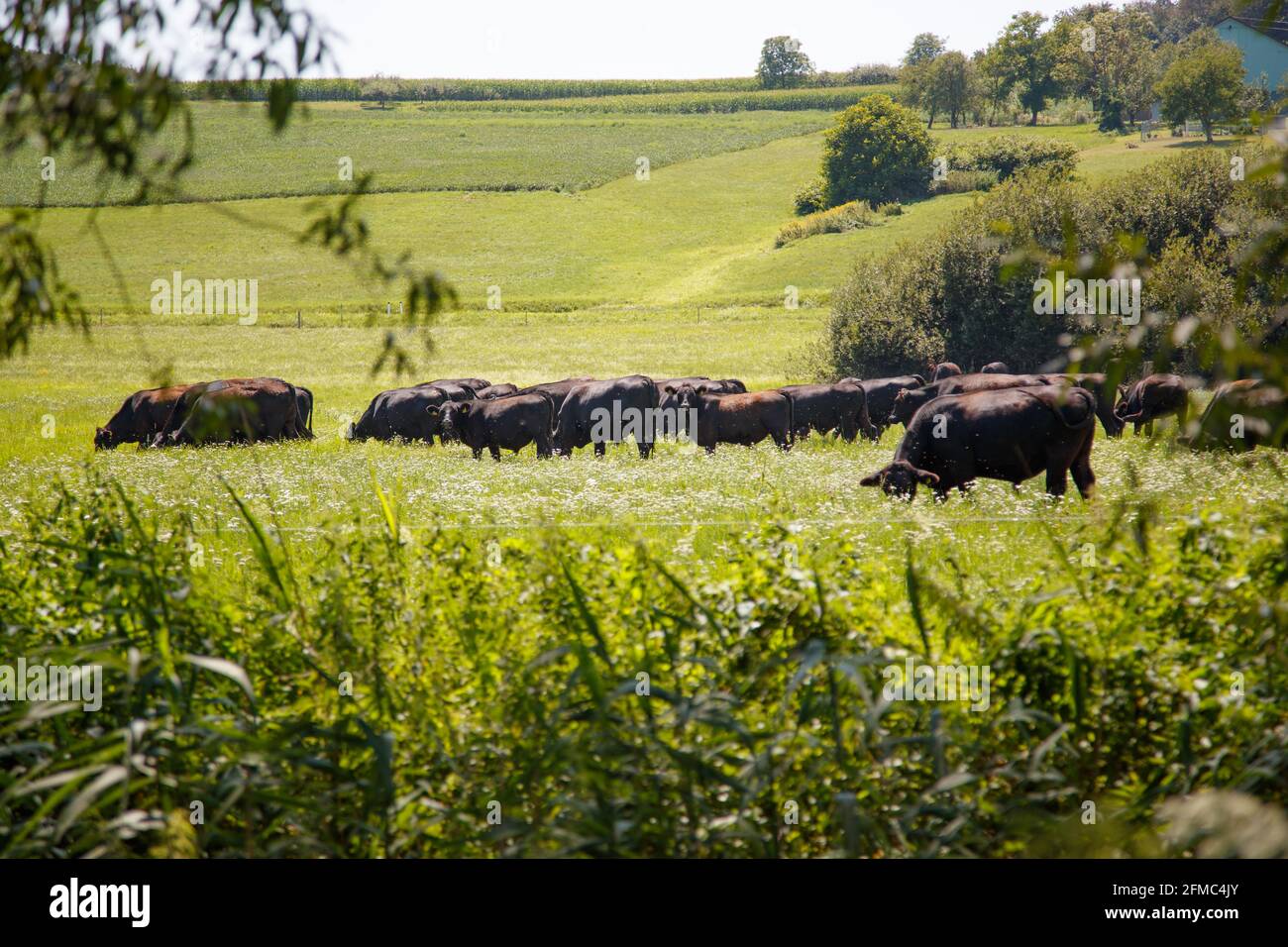 Scenic rural view of a herd of oxen in a field in Zickental, Rohr, Southern Burgenland, Austria Stock Photo
