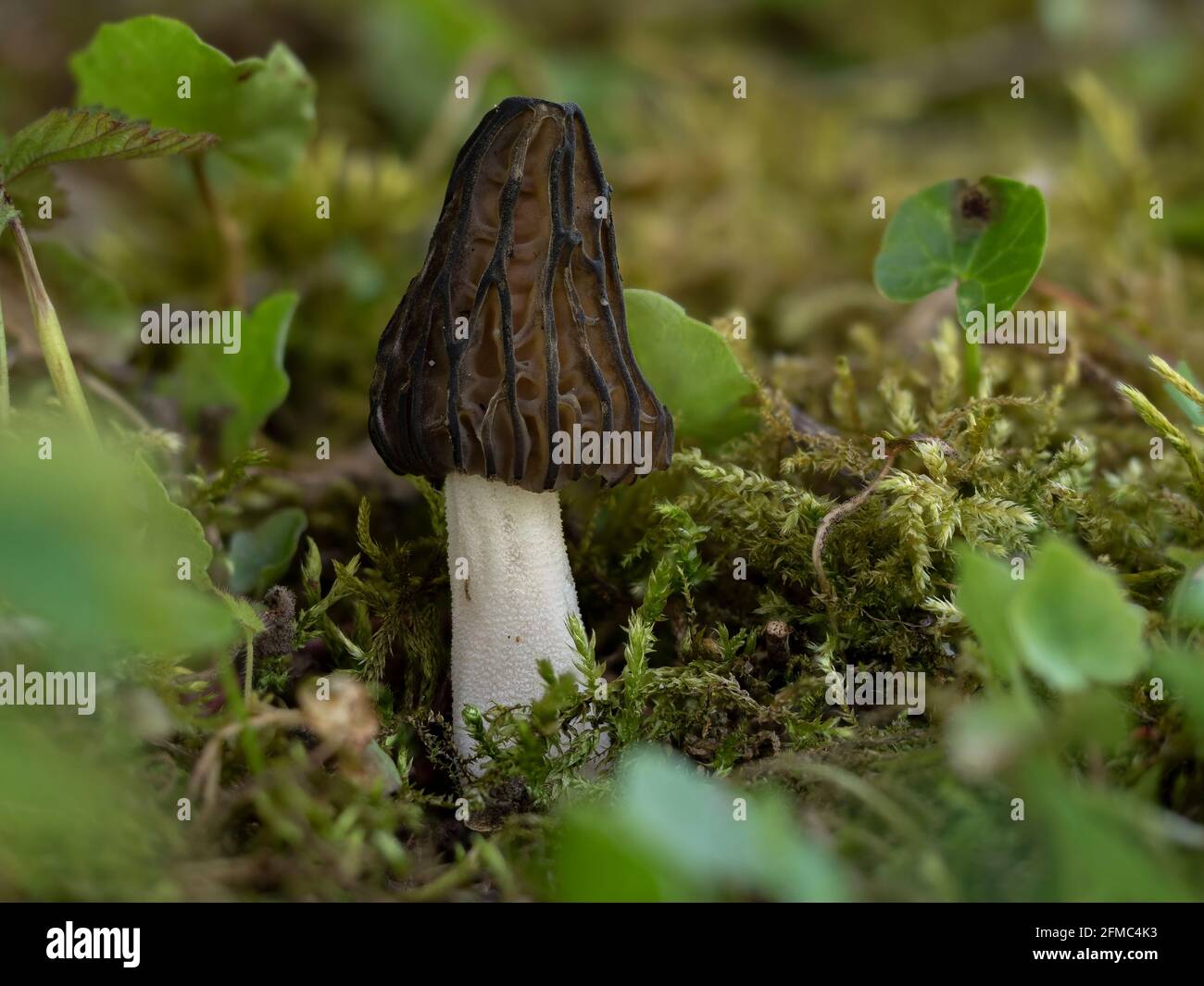 Morchella semilibera, commonly called the halffree morel, is an edible