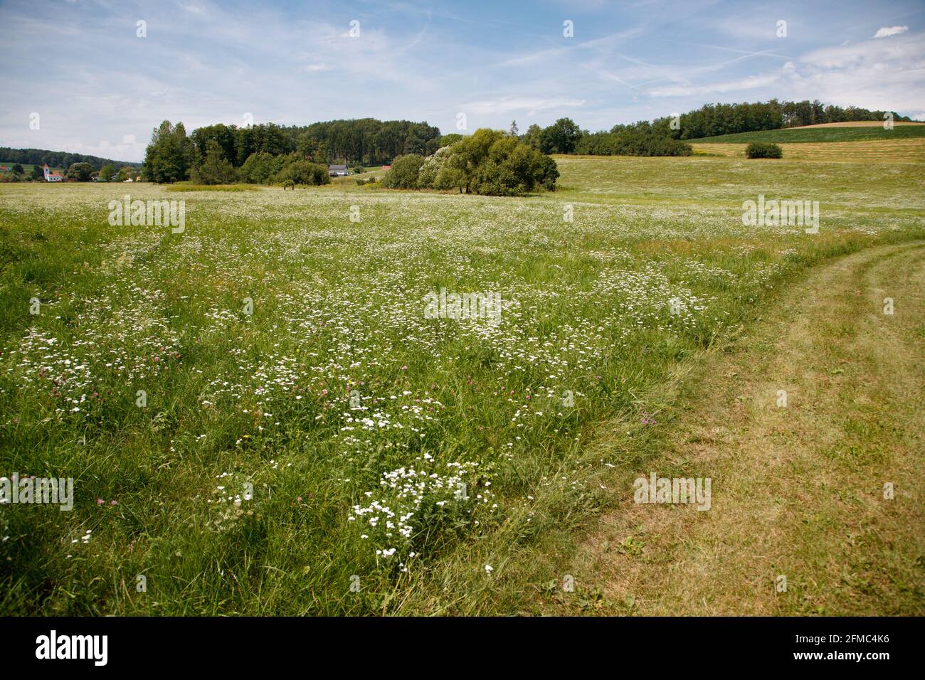 Scenic view of the meadow in Zickental, Rohr, Southern Burgenland, Austria Stock Photo