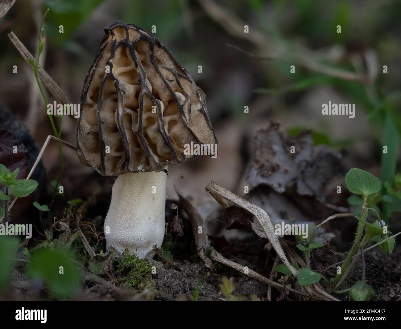 Morchella semilibera, commonly called the halffree morel, is an edible