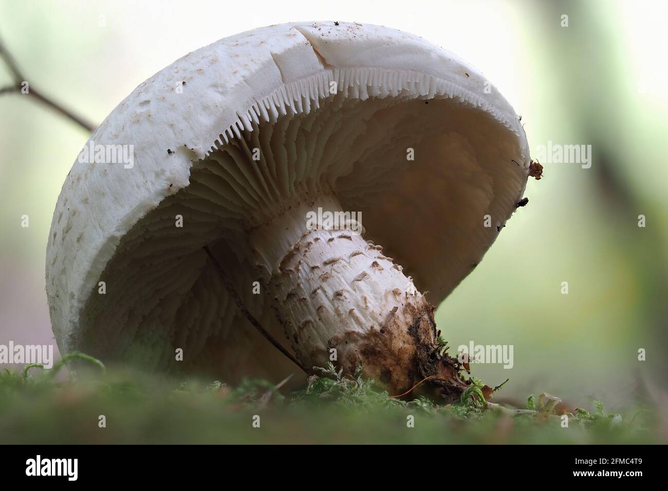 The scaly lentinus (Neolentinus lepideus) is an edible mushroom , an intresting photo Stock Photo