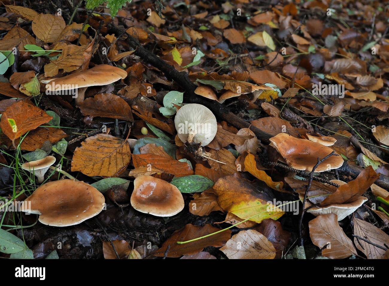 The tawny funnel cap (Paralepista flaccida) is an edible mushroom , an intresting photo Stock Photo