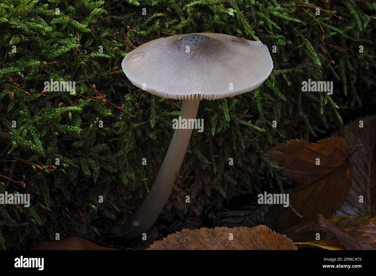 Pluteus mushrooms hi-res stock photography and images - Alamy