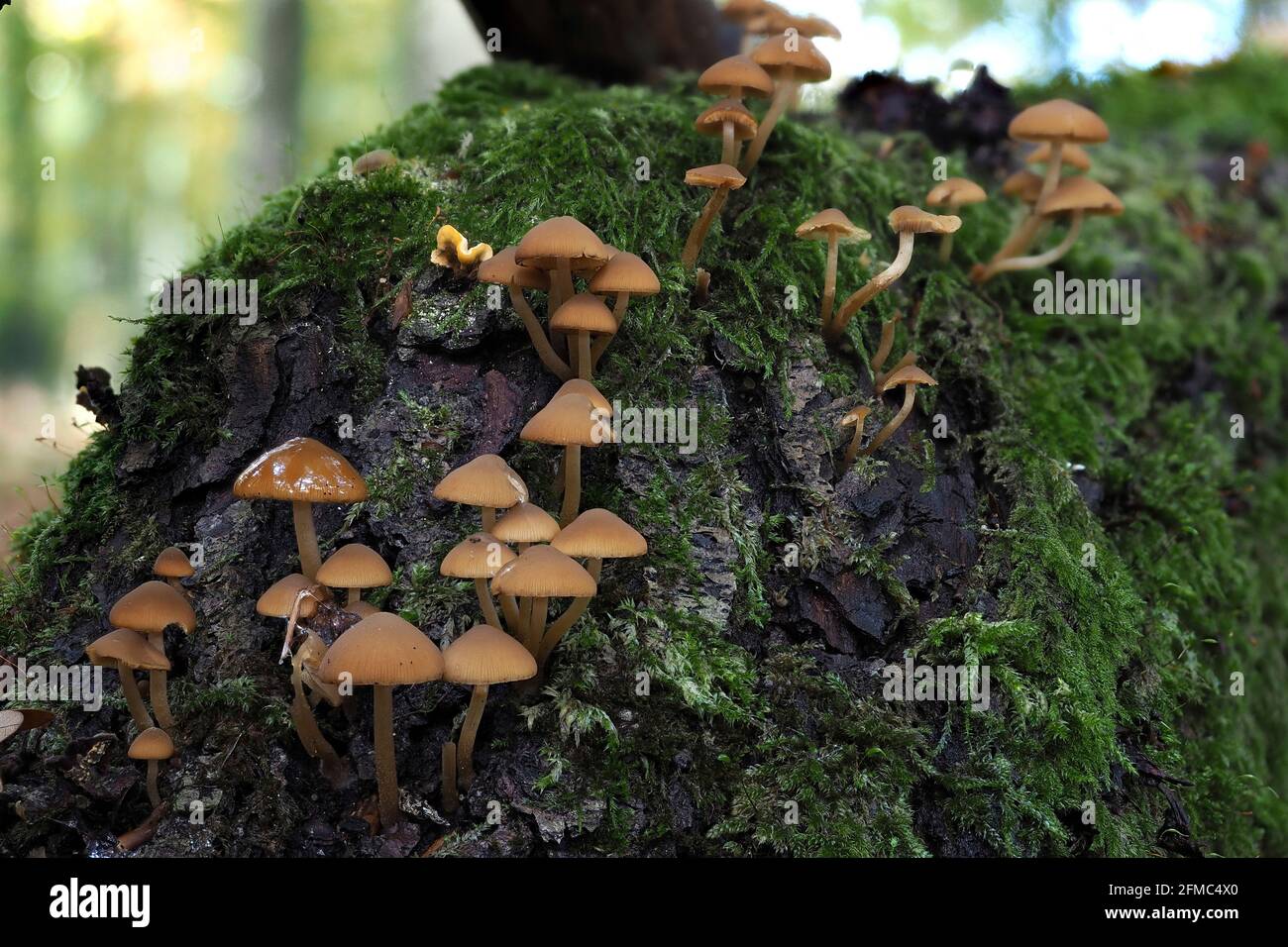 An indefinite fungus from the genus Psathyrella , an intresting photo Stock Photo