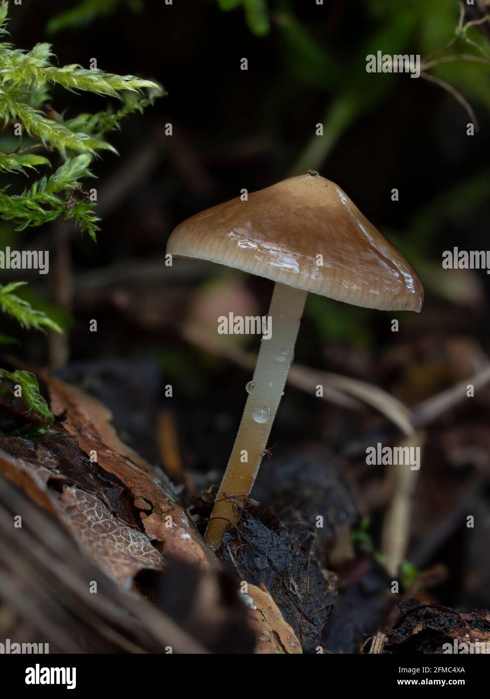 The pinecone cap (Strobilurus tenacellus) is an edible mushroom , an ...
