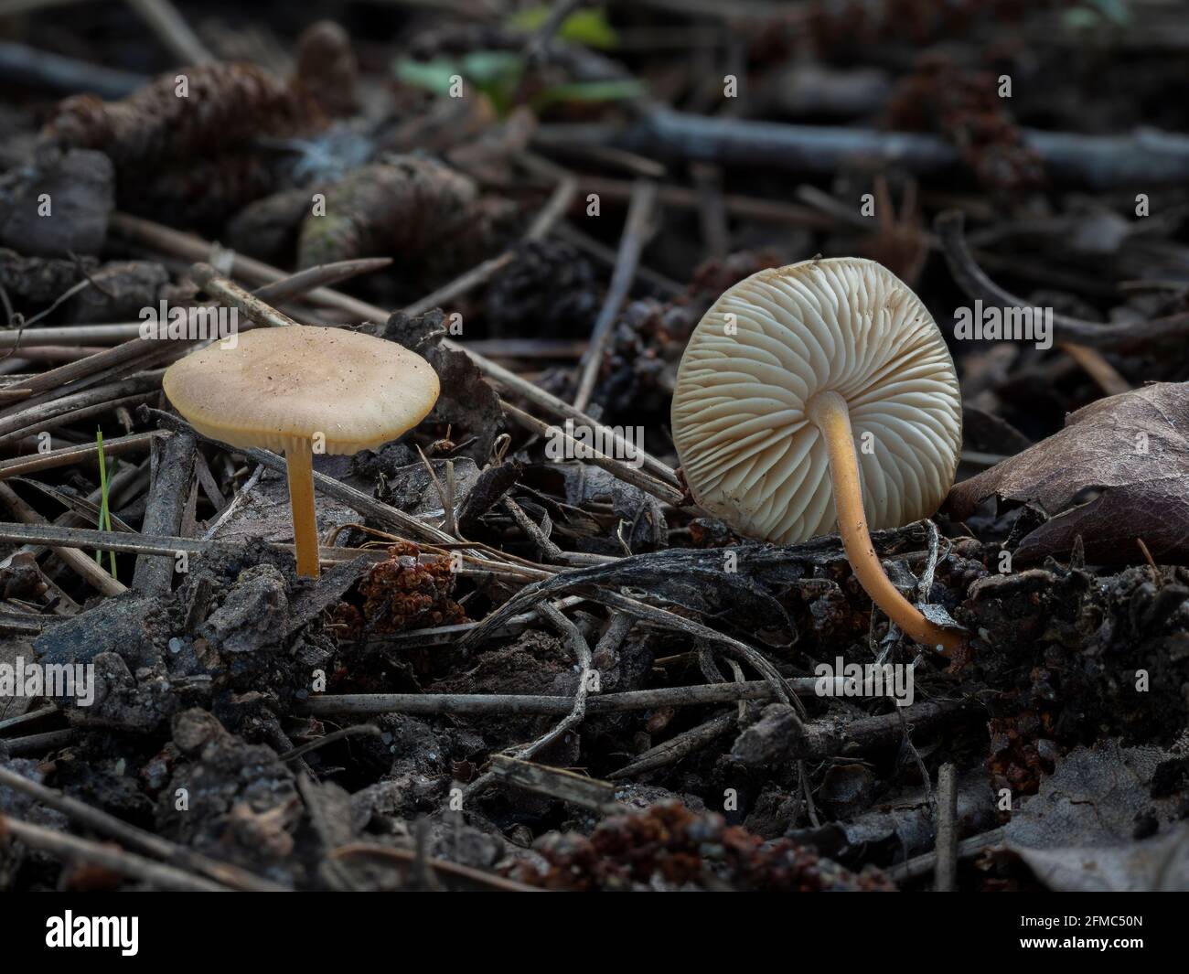 The pinecone cap (Strobilurus tenacellus) is an edible mushroom , an ...