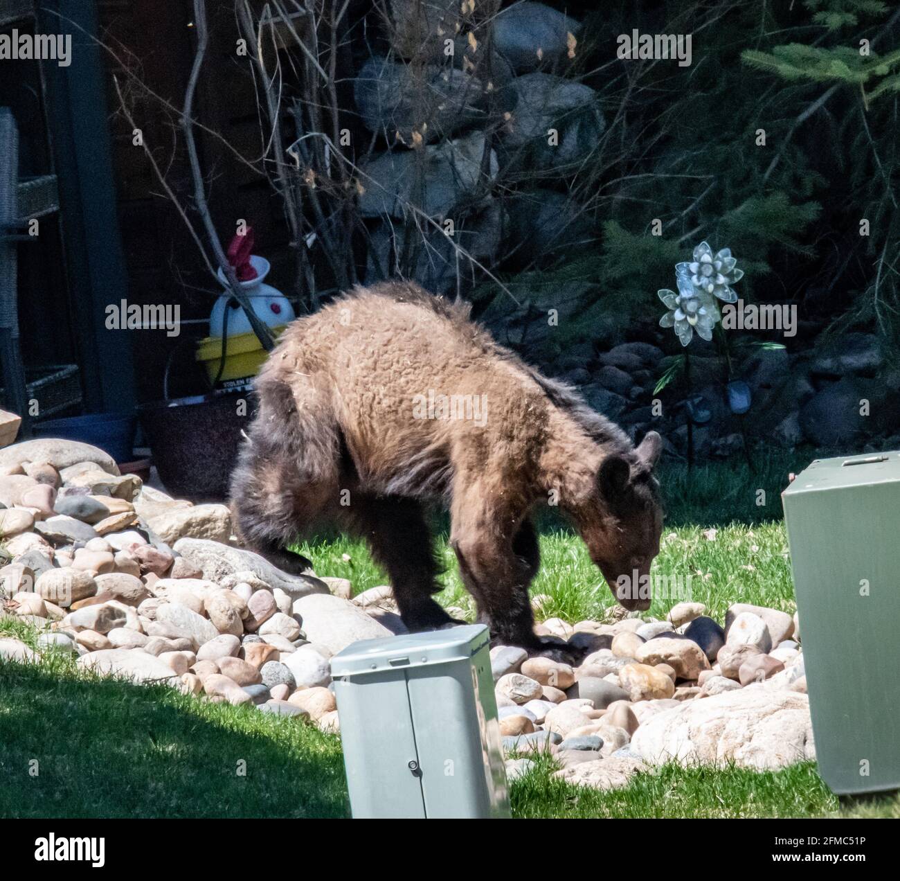 Brown bear Foraging after Hibernation in Steamboat Springs Colorado ...