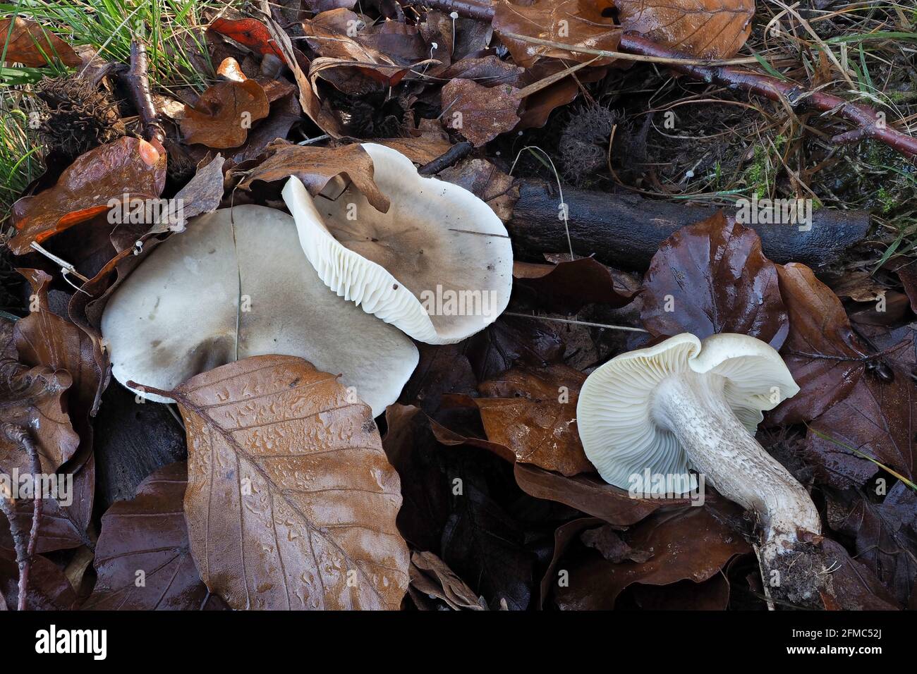 The soapy knight (Tricholoma saponaceum) is an inedible mushroom , an intresting photo Stock Photo