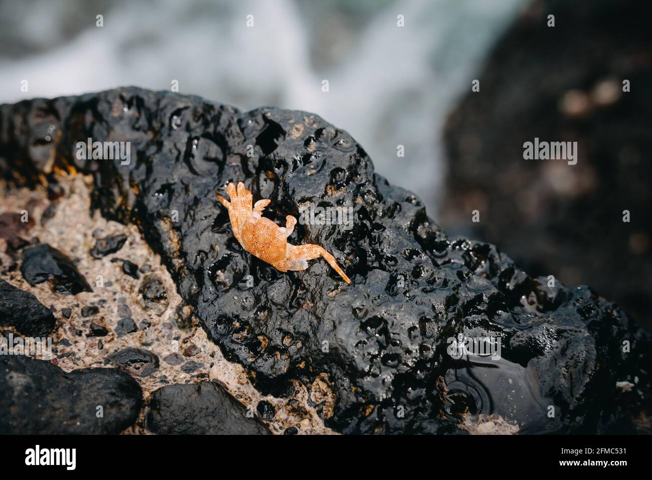 Sally Lightfoot crab (Grapsus grapsus, also red rock crab) at the volcanic coastline of Tenerife, Spain in Europe Stock Photo