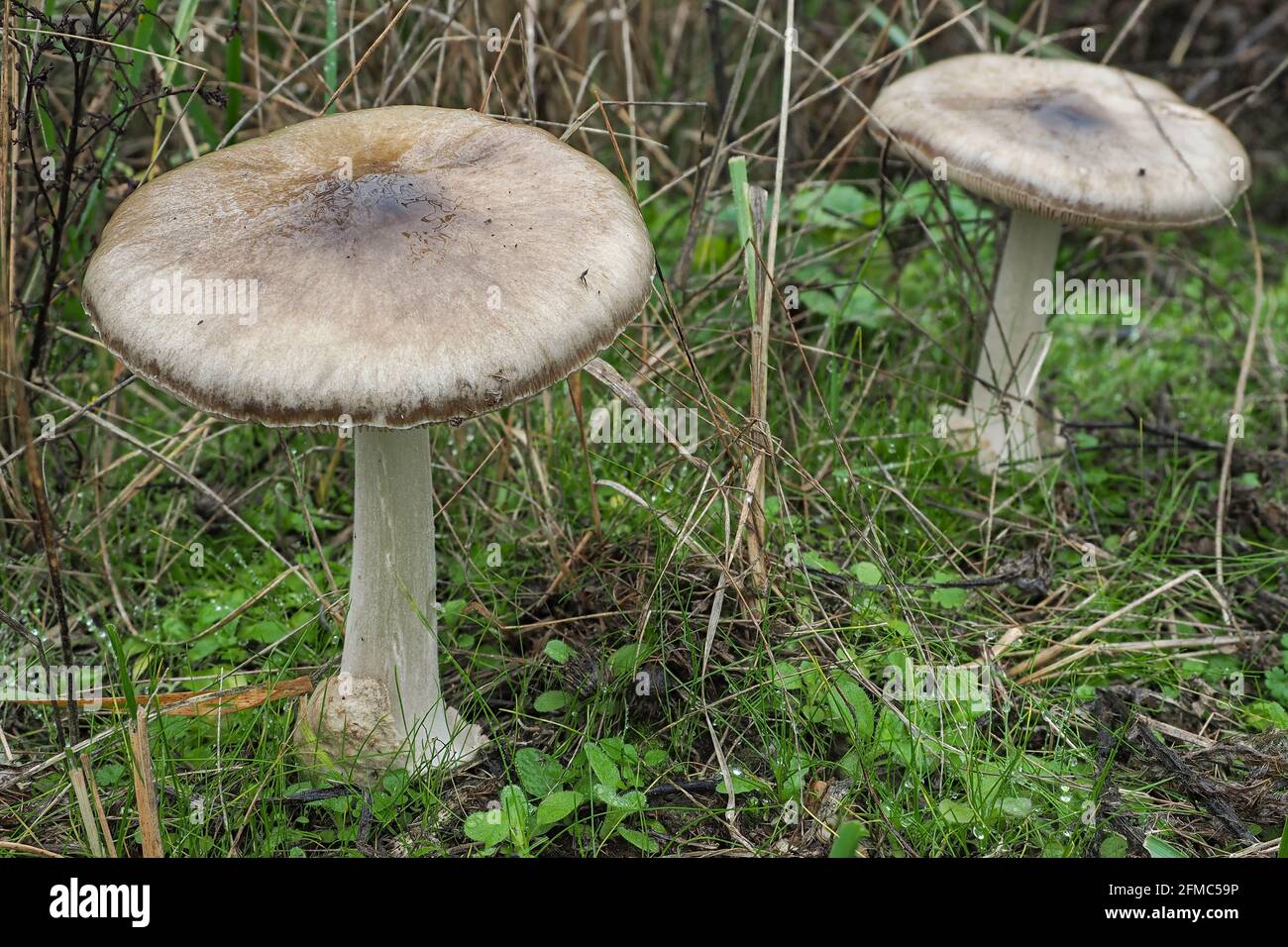 The big sheath mushroom (Volvopluteus gloiocephalus) is an edible mushroom , an intresting photo Stock Photo