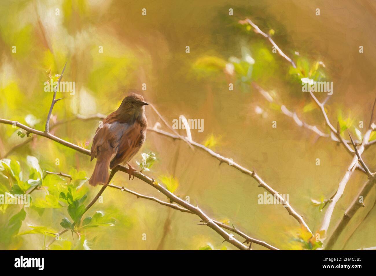 Digital painting of a single Dunnock, Prunella modularis, or hedge accentor, hedge sparrow, or hedge warbler in a tree in the UK Stock Photo