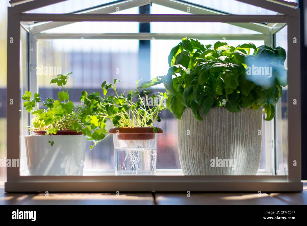 Miniature greenhouse with fresh herbs. Growing basil, parsley and watercress herbs in hydroponic system. Stock Photo