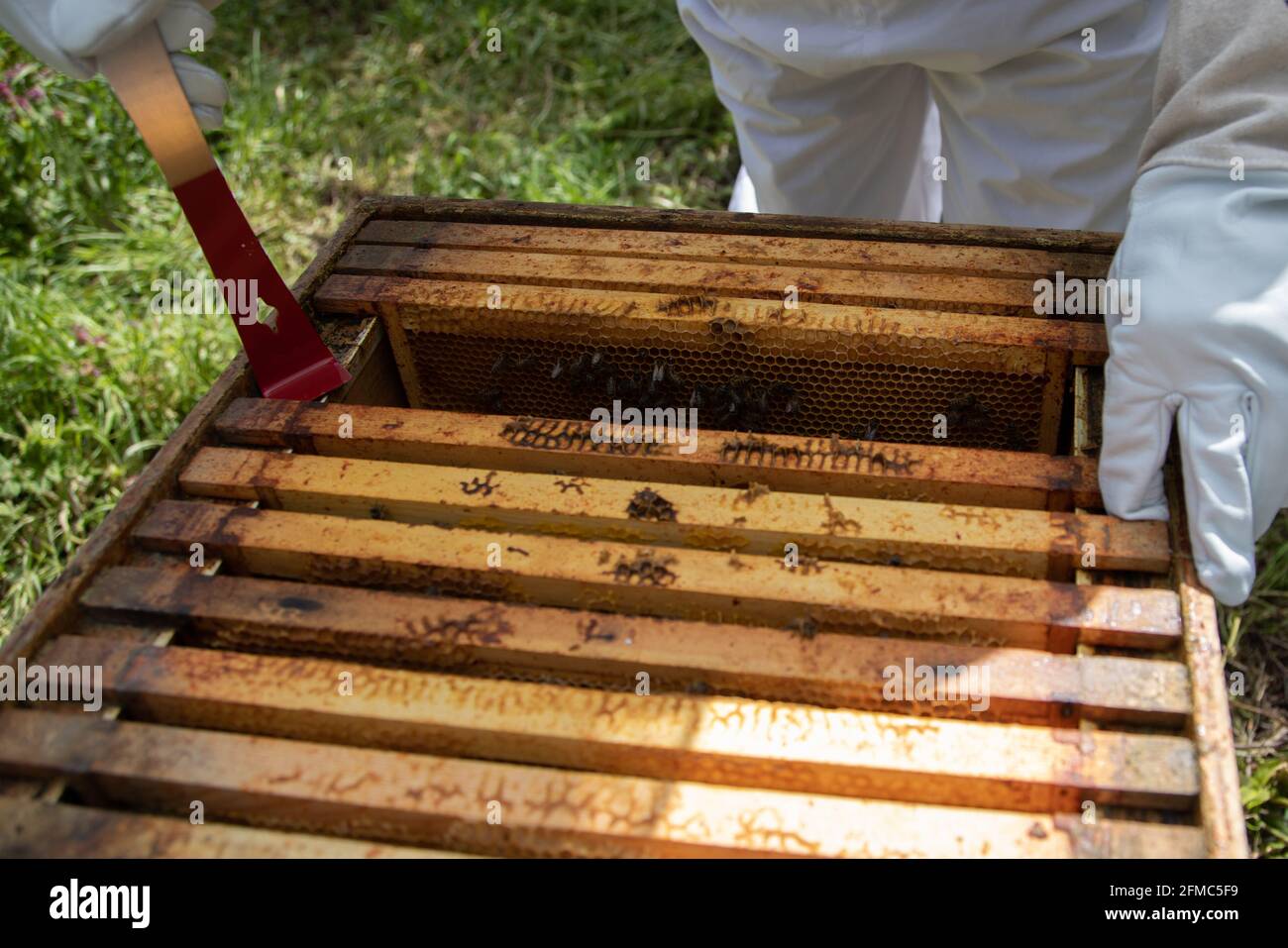 A hive tool being used to lift a super frame from a British National Standard hive. The frame is stuck down with propolis. Stock Photo