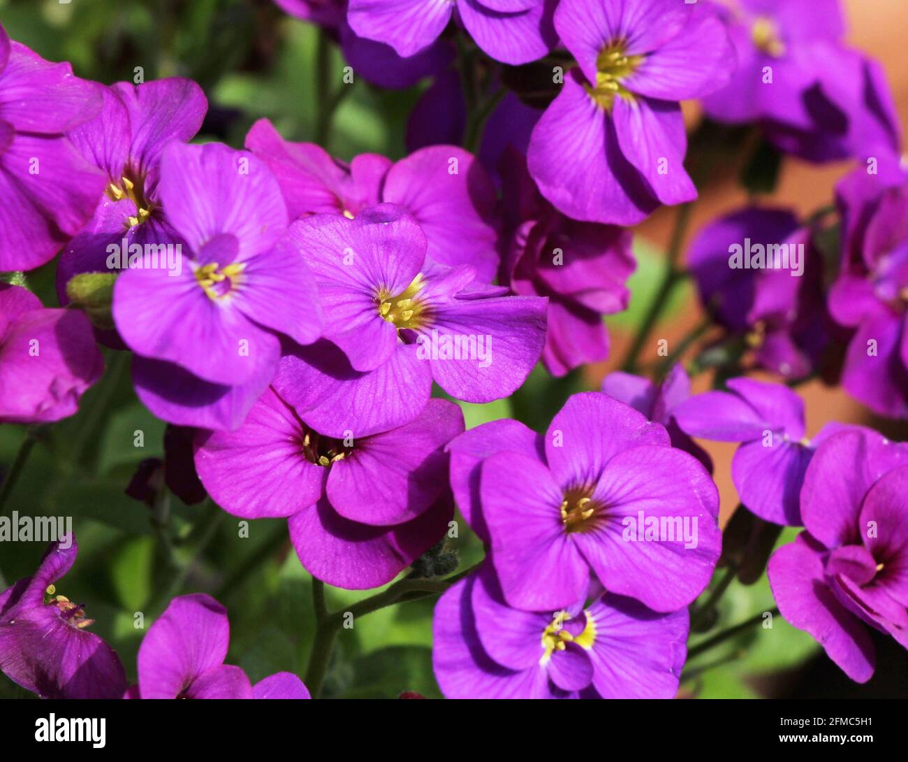 An Image Of Purple Pink Aubrietia Flowers Stock Photo