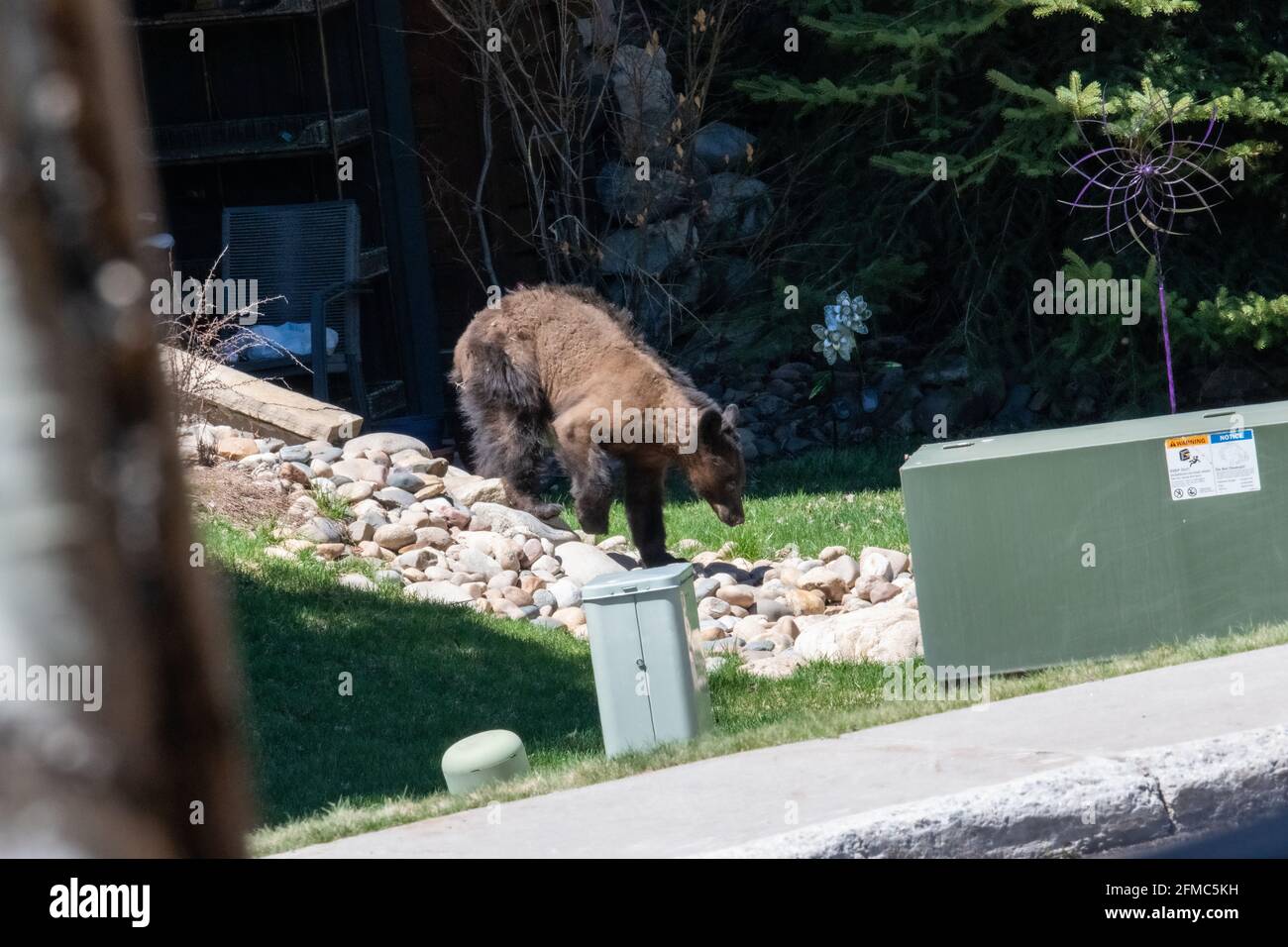 Brown bear Foraging after Hibernation in Steamboat Springs Colorado ...