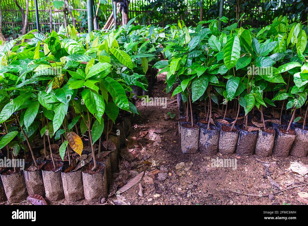 Cocoa nursery hires stock photography and images Alamy