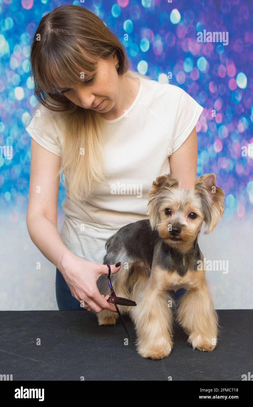 Grooming animals, grooming, drying and styling dogs, combing wool. Grooming master cuts and shaves, cares for a dog. Beautiful Yorkshire Terrier. Stock Photo