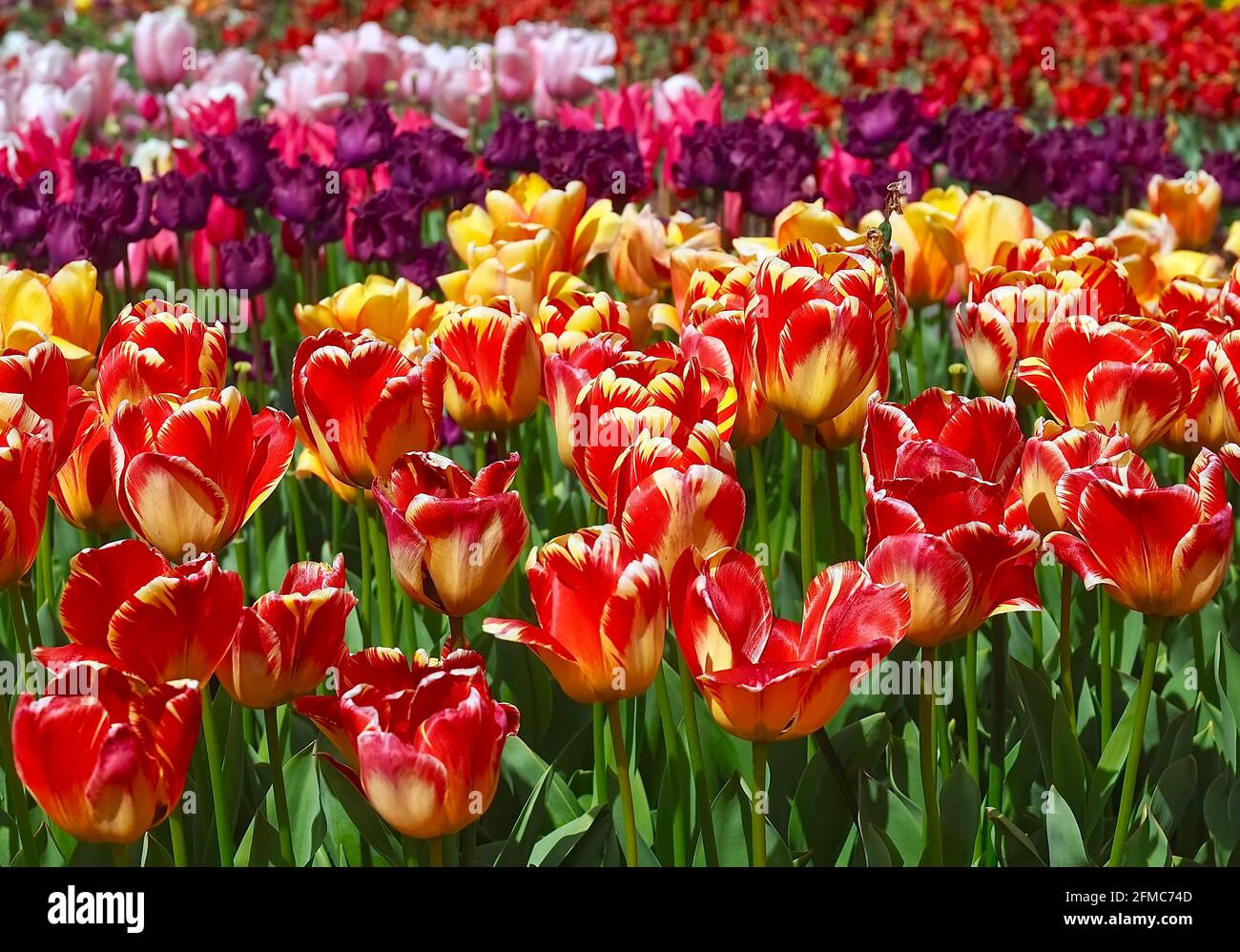 Beautiful red and yellow cottage tulips in a tulip field Stock Photo ...