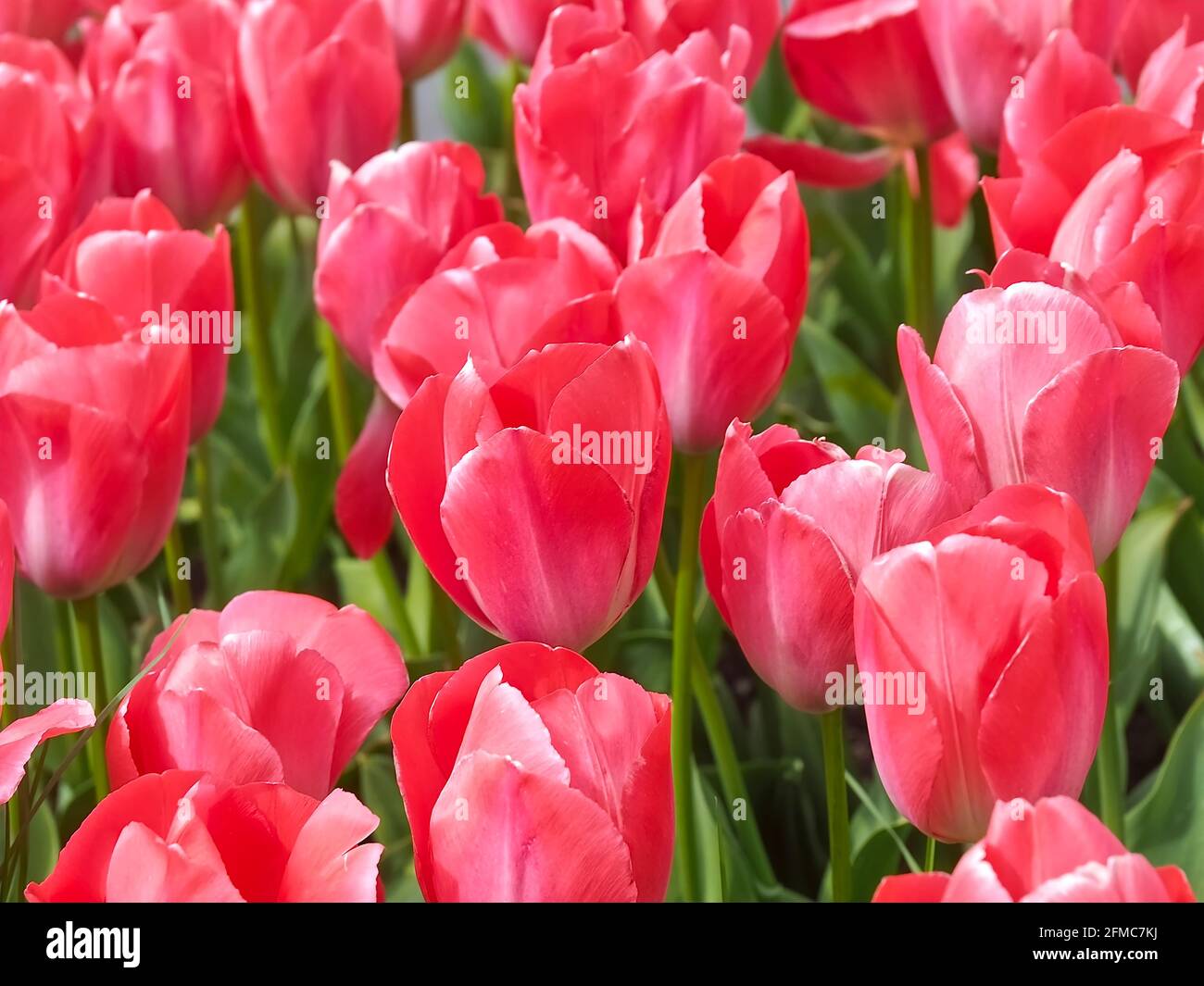 Beautiful red cottage tulips in a tulip field Stock Photo - Alamy